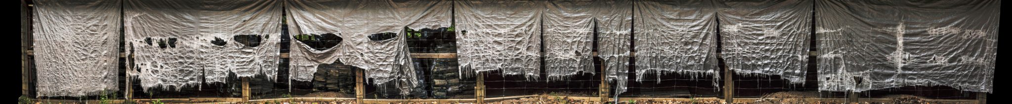 Shroud (Pinery Woodlot)