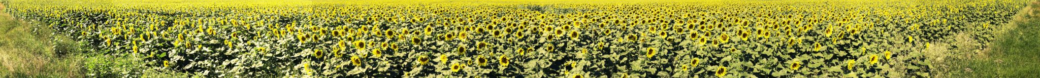Manitoba Sunflowers