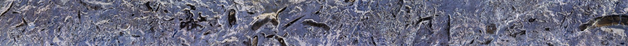 Rock Point Fossils (Series)